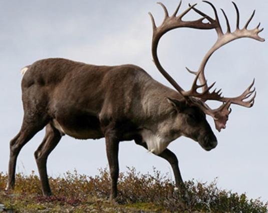 Repvag Overnatting Nordkapp Exterior foto